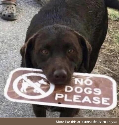 No dogs please