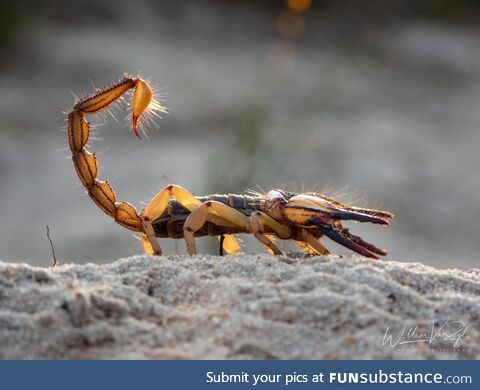 Cape Burrower Scorpion (Opistophthalmus capensis), mildly venomous