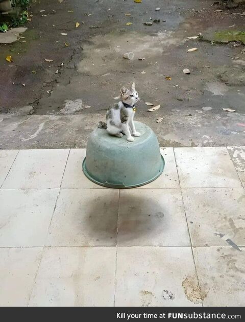 Cat floating on a bucket