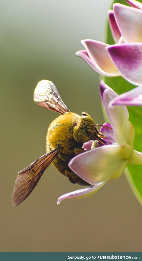 [OC] Bumblebee. Either they'll scare the shit out of you or you'll find them cute