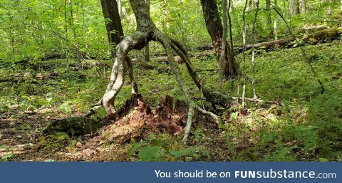 This tree grew around a stump, then the stump rotted away