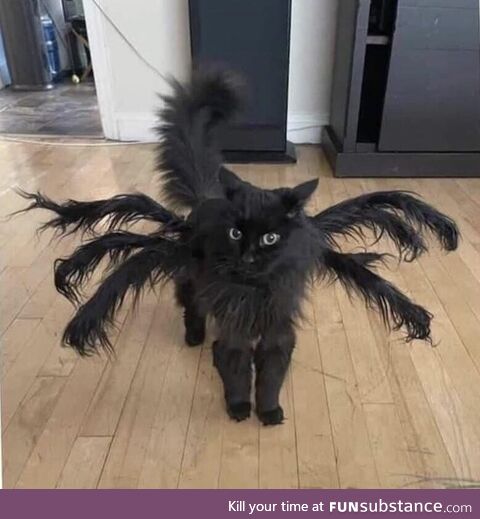 Kitty is a spider his Halloween lol