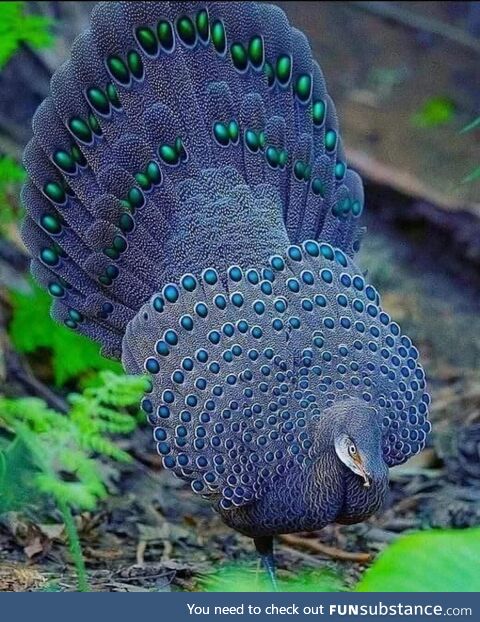 Grey Peacock Pheasant (Polyplectron bicalcaratum)