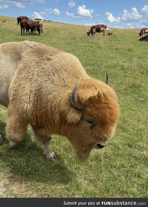 Met this majestic golden Buffalo yesterday