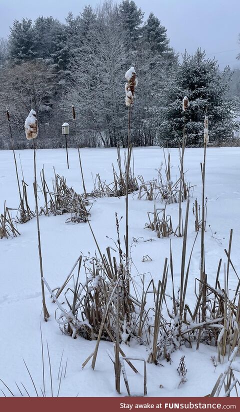 Bird nest in the cattails