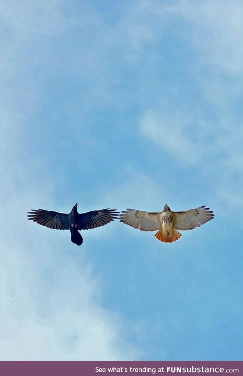 Raven escorts a red-tailed hawk out of its territory. Spirit Hawk Photography on FB