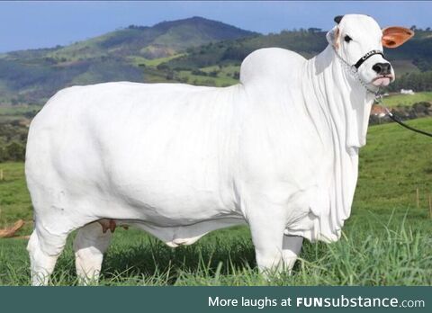 The world’s most expensive cow