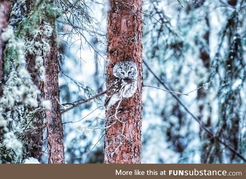 Boreal owl - fairbanks, alaska (oc)