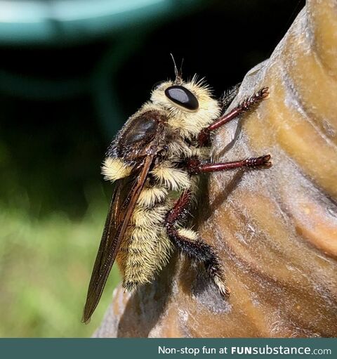 [OC] Fuzzy Buzzy, carnivorous Robber fly in my yard