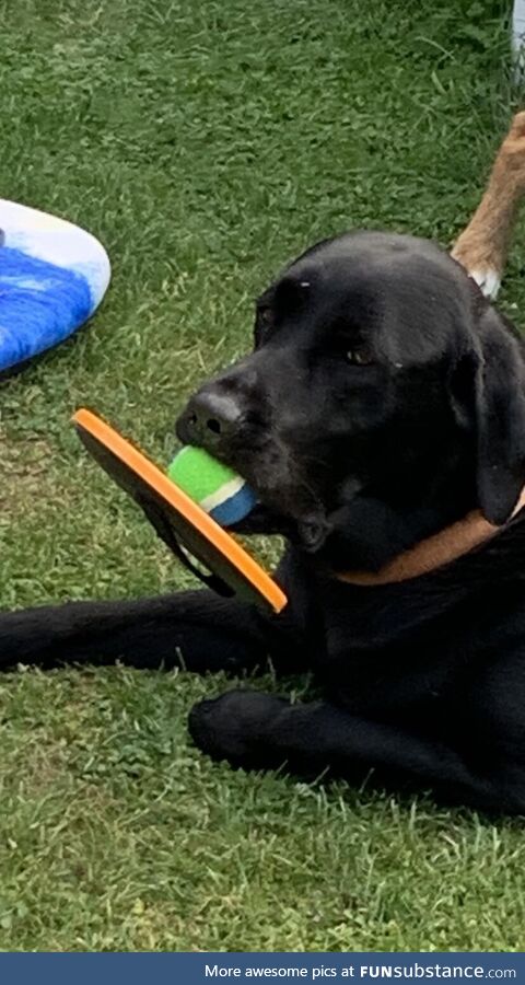 My dog is very devoted to his tennis ball