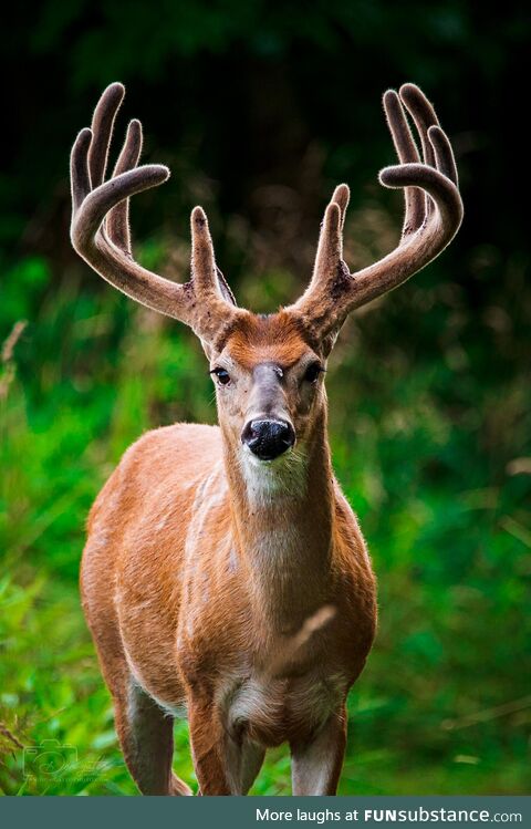 [OC] Photographed a whitetail buck at the peak of his velvet growth