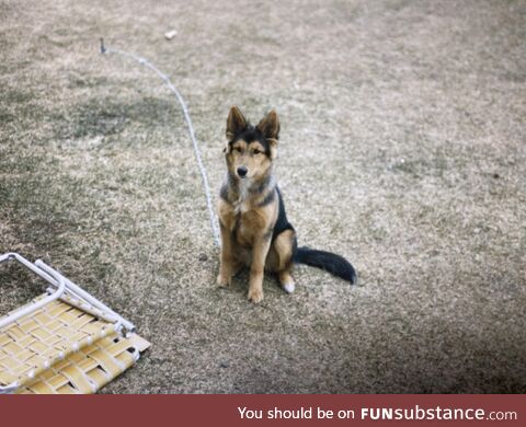 [OC] Found an old pic of my family dog Meg. German Shepard/Husky/Gray Wolf mix