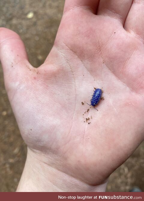 An iridovirus infected isopod (roly-poly) I found at work today