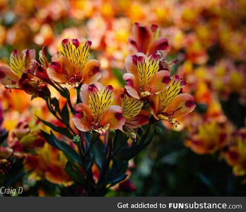 Alstroemeria 'Summer Breeze' [oc]