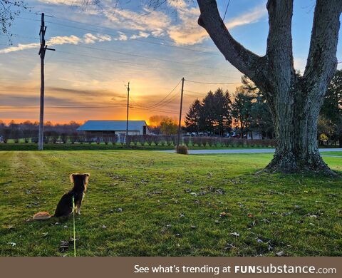 Our rescue pup Wallace enjoying a gorgeous sunrise