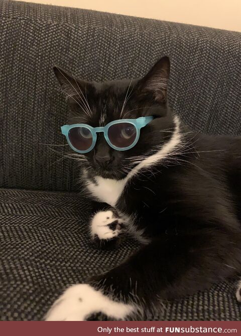 My cat wears glasses