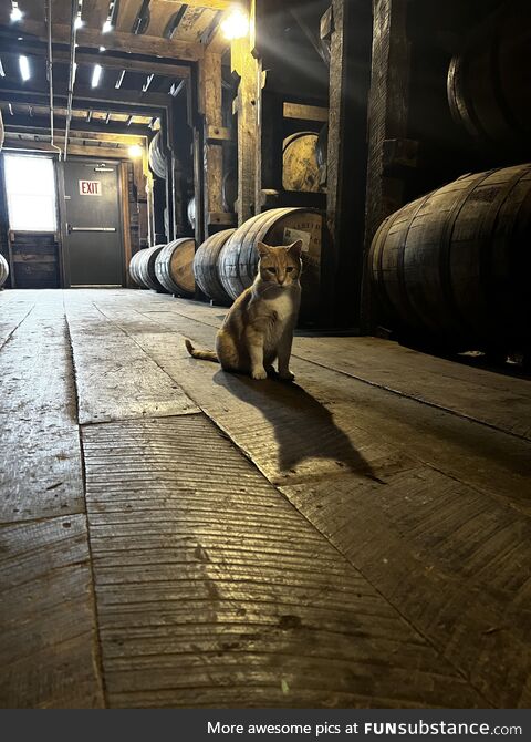 A bourbon cat