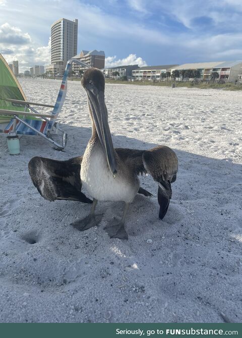 [OC] This guy walked right up to my wife at the beach and started flexing