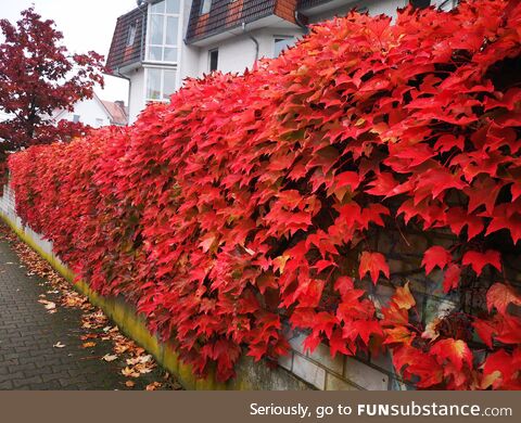 A blush of Autumn. (OC)