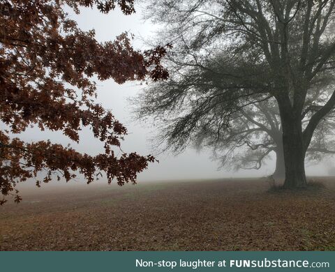 Another walk in the erry fog