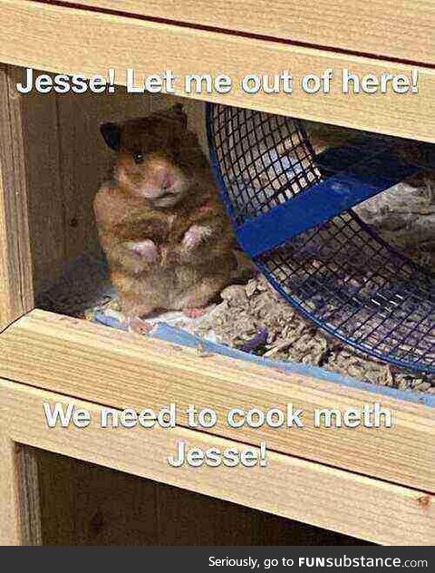 Hamster white