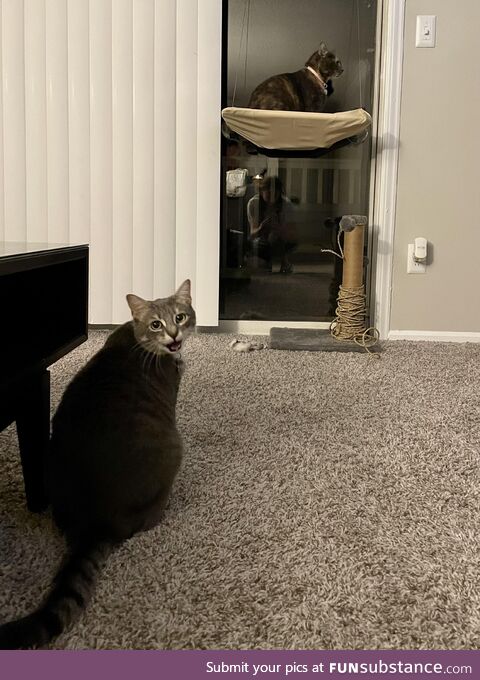 Happy cat - in perch. Upset cat - not in perch