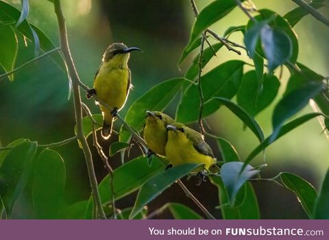 [OC] Olive-backed Sunbird and her fledgling chicks