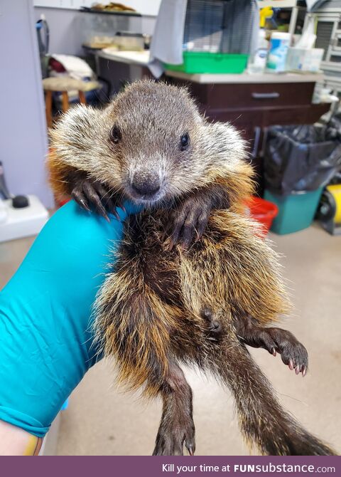 Gander at this sassy baby woodchuck (OC) (Im a wildlife rehabber)