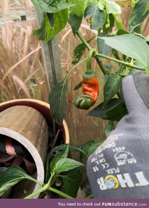 Grew a chili