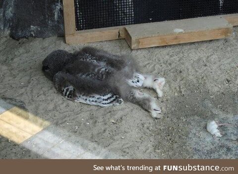 Juvenile owl sleeping face down