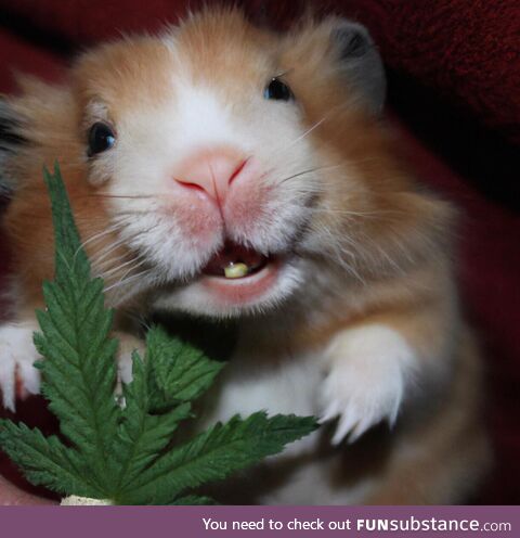 A stoned teddy bear hamster
