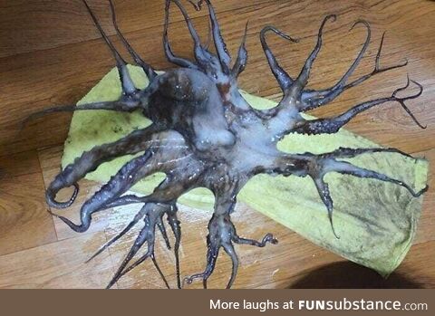 An octopus found in the waters of South Korea with 32 tentacles