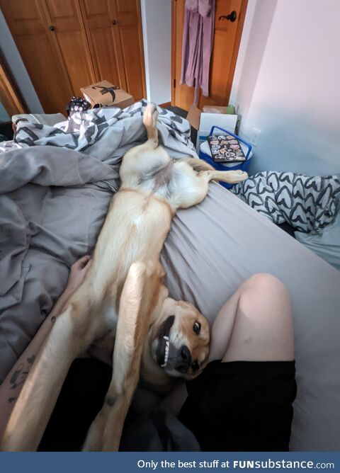 She's really trying for those belly rubs!