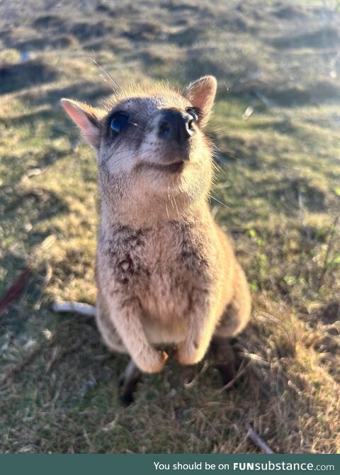 Happy wallaby on Magnetic Island