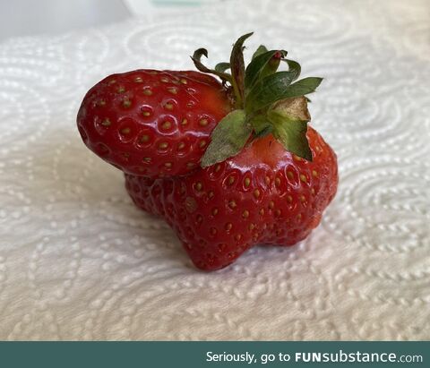 I found this shiny Venusaur today
