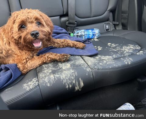 Yeah having a dog is great