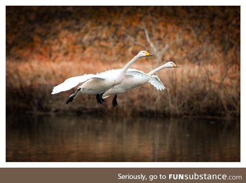 Swans in Hachinohe, Japan