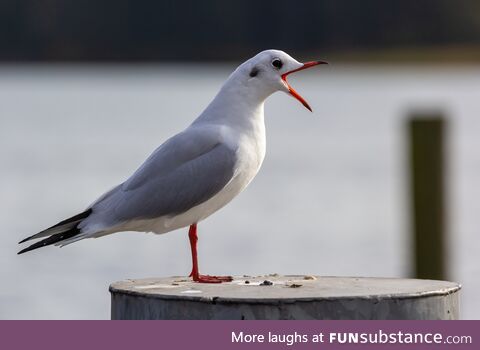 Jonathan Livingston Seagull (by Mario Losereit)