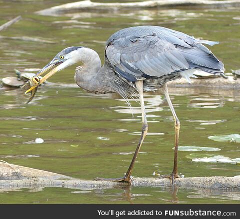 Heron having lunch