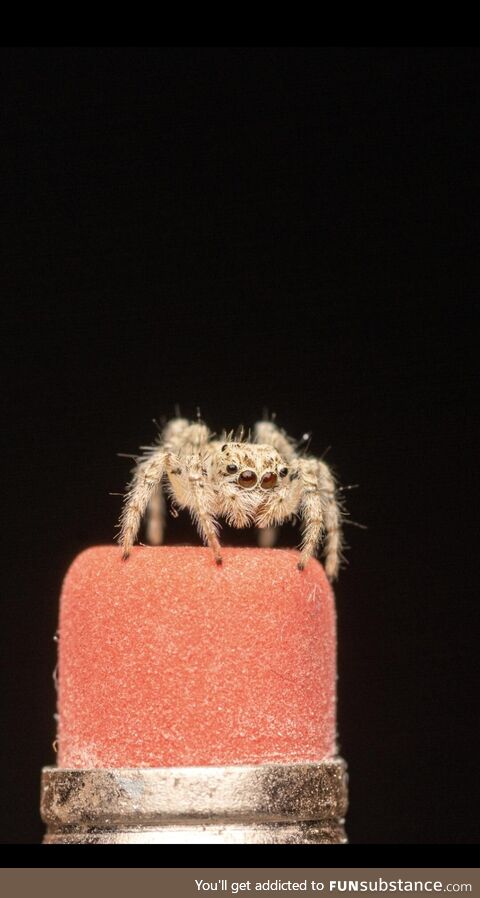 Jumping spider on pencil