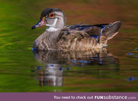 Wood Duck Drake on an Early Fall Pond