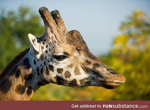 This giraffe