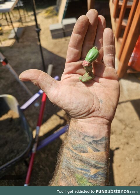 Ancient treasure awaits for those who dig