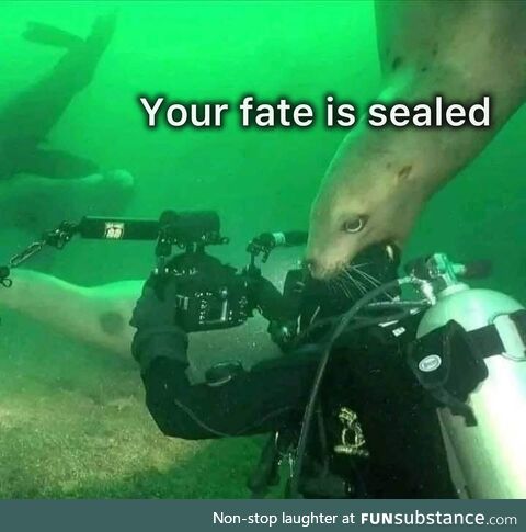 Seal team six