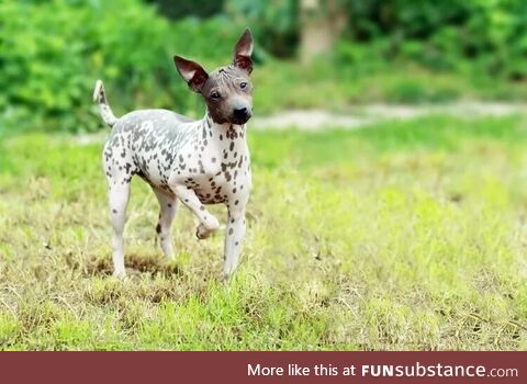 Dogs share about 84% of their DNA with humans. This one here is hairless