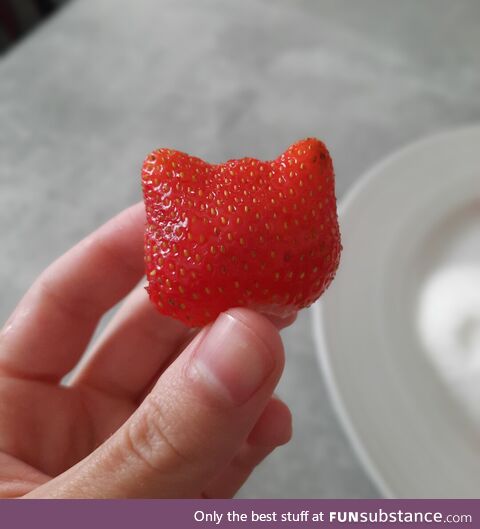 Cat shaped strawberry