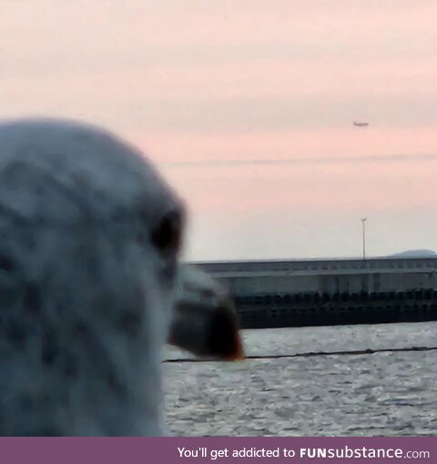A seagull looking at a plane