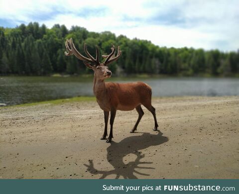 He's not running for election... He's just posing