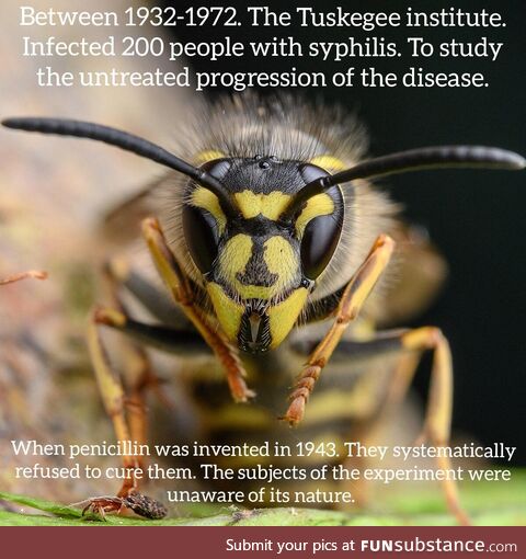 Atrocity Wasp is here to teach you about u.S. History