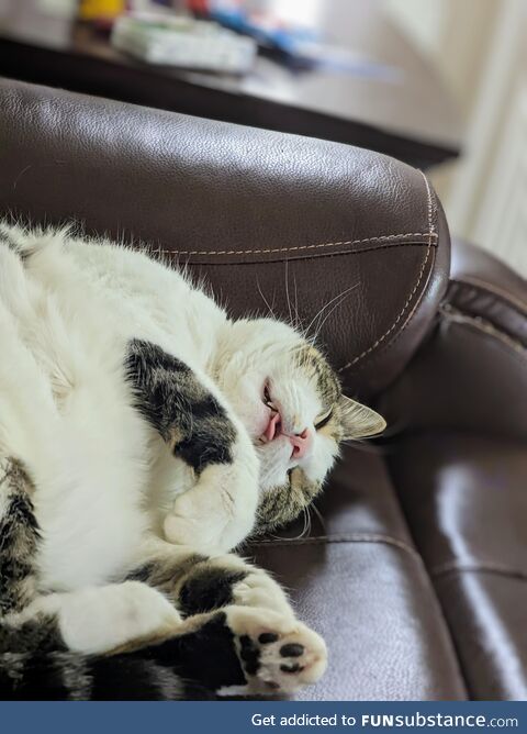 We've had vistors tell us they think our cat is dead because of how he sleeps